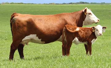 KJ BJ 325S Bridgett 167X ET