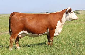 KJ BJ 686Z Zsa Zsa 176F ET