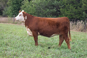 KJ C15 Lady Diana 178F