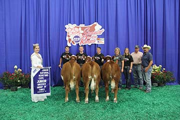 Champion Breeders group of Three females