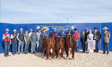 2023 National Western Reserve Champion Overall Pen of Three Hereford Bulls