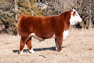 KJ 482Y Leader 205F ET