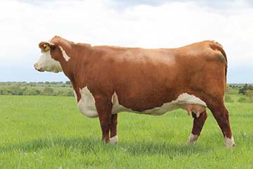 KJ 618N Timewise 236X