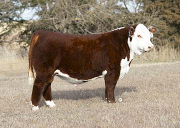 KJ GKB 364C Impact 249J ET