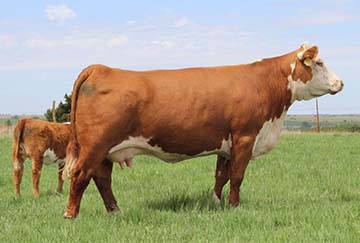 KJ 2054 Misty 274S ET