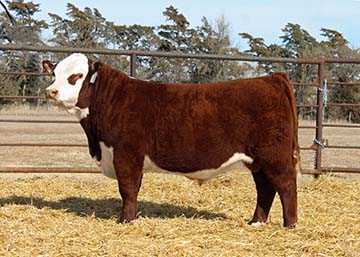 KJ 7603 Venture 309J ET