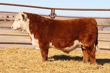 KJ 328F Achiever 310J