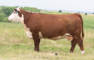 KJ BJ DWE 686Z Salsa 364C ET