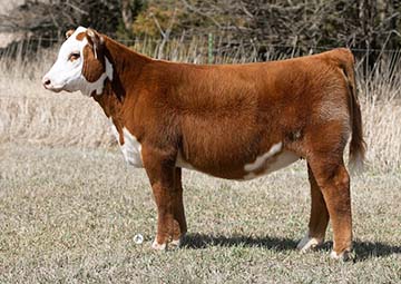 KJ 746D Sweet COCO 531J ET