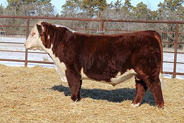 KJ 753D Tomahawk 605K