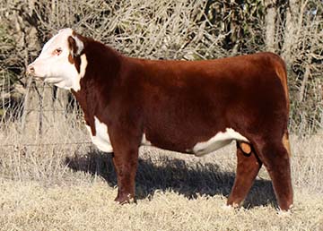 KJ IF 45C Confidence 609K ET