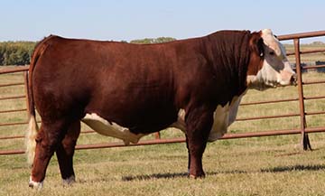 KJ BJ 719Z Truman 695D ET