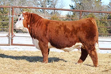 KJ F31 Rancher 763K ET