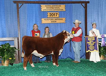 KJ ACC 4054 RAZZ 816E