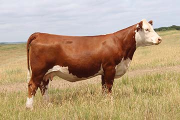 KJ BJ 339A Chardonnay 907E ET