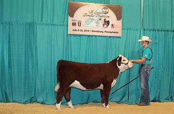 KJ BJ 325 Bridgett 966A