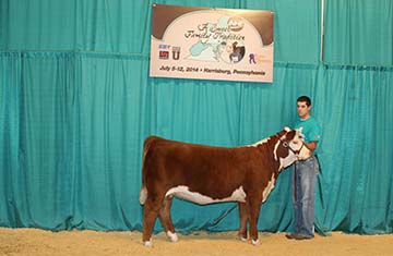 KJ BJ 274S Misty 997A ET