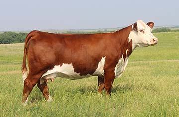 KJ BJ 274S Misty B002 ET