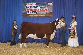 KJ 103R Bittersweet 317X