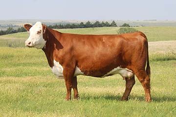 KJ BJ 274S Dimaggio C15 ET