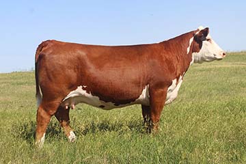 KJ 969A Misty F31 ET