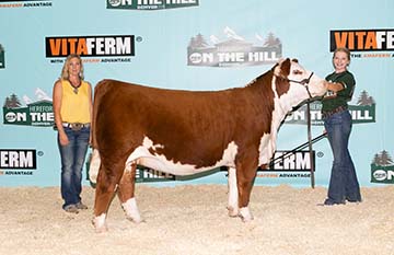 KJ B002 Misty Cat ET