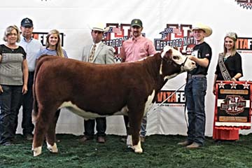 Champion Prospect Steer